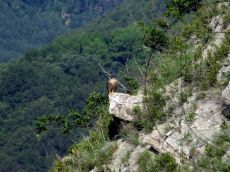 Falco-peregrinus_самка